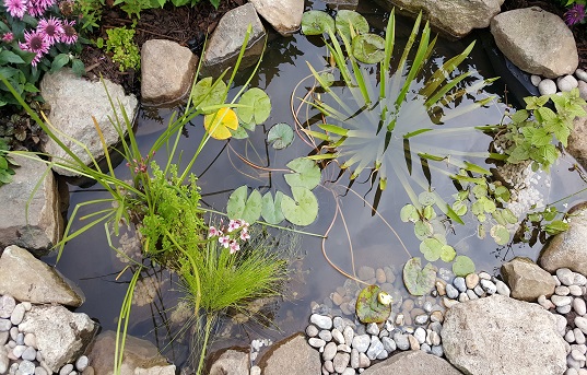 Garden pond Rose Revera